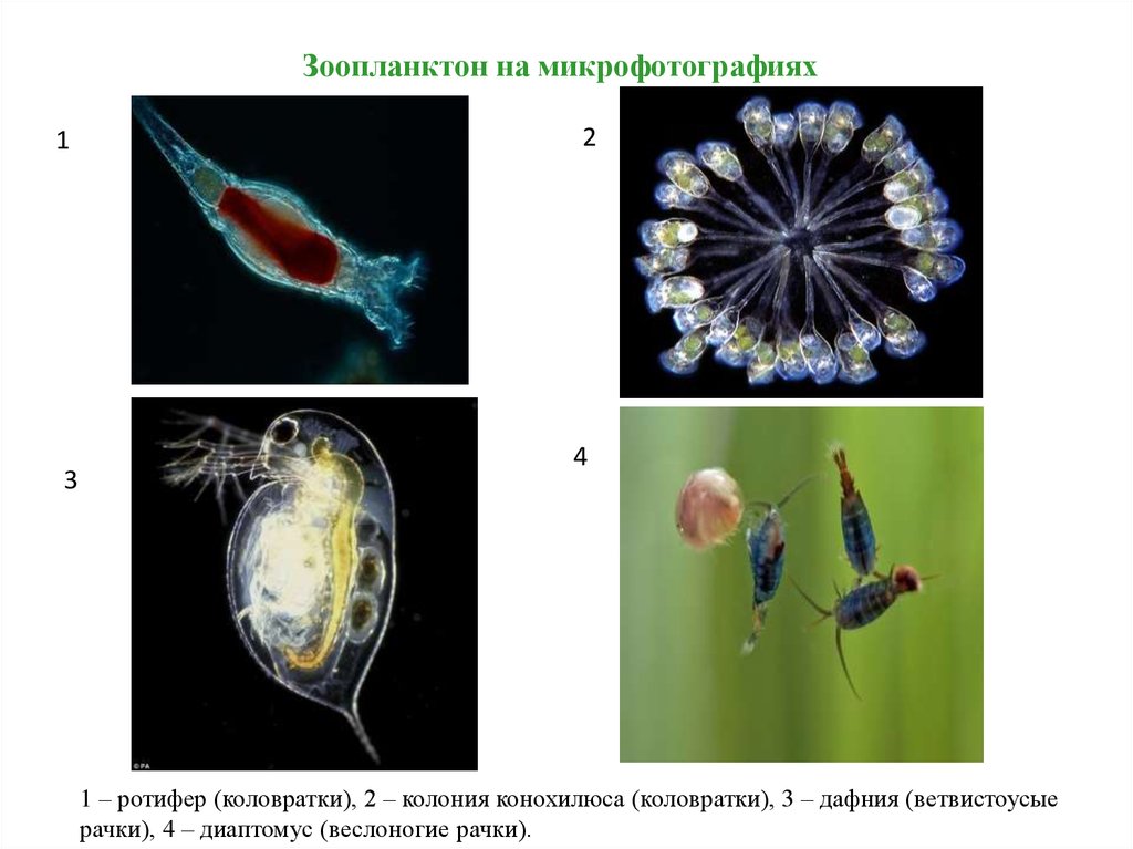 Фитопланктон дать определение. Дафнии и циклопы зоопланктон. Зоопланктон коловратки. Зоопланктон кладоцеры. Дафния фитопланктон.
