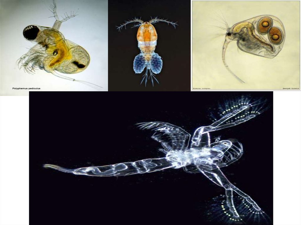 Зоопланктон уровень. Зоопланктон. Зоопланктон строение. Фитопланктон микрофотографии. Планктон микрофотография.
