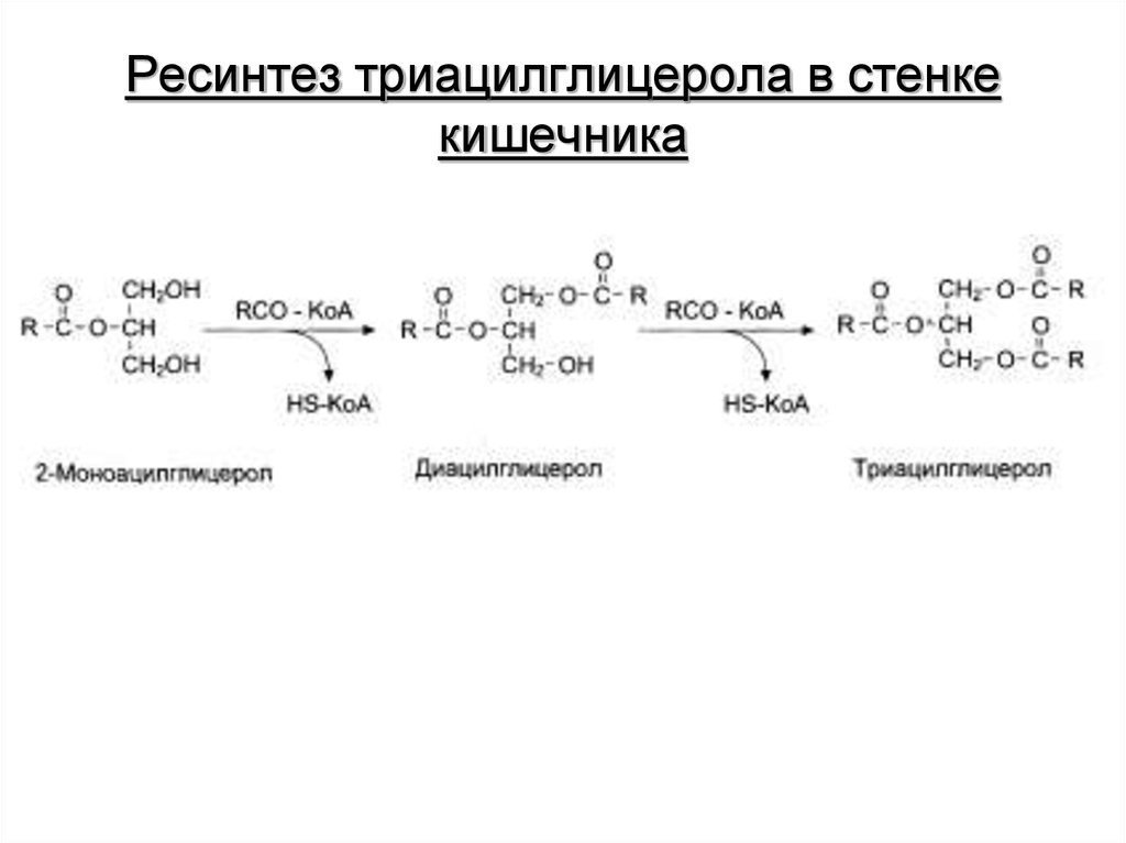 Гидролиз триацилглицеролов происходит по следующей схеме