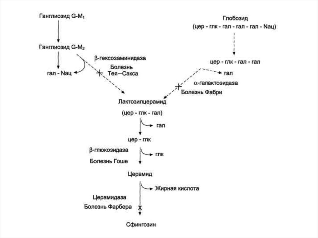 Нарушение обмена углеводов липидов. Схема катаболизма фосфолипидов. Общая схема синтеза сфинголипидов. Метаболизм сфинголипидов биохимия. Галактоземия биохимия схема.