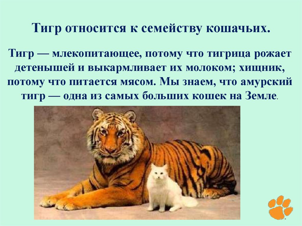 Объяснить тигр. Семейство кошачьих информация. Семейство тигров. Семейство кошачьих тигр. Презентация на тему семейство кошачьих.