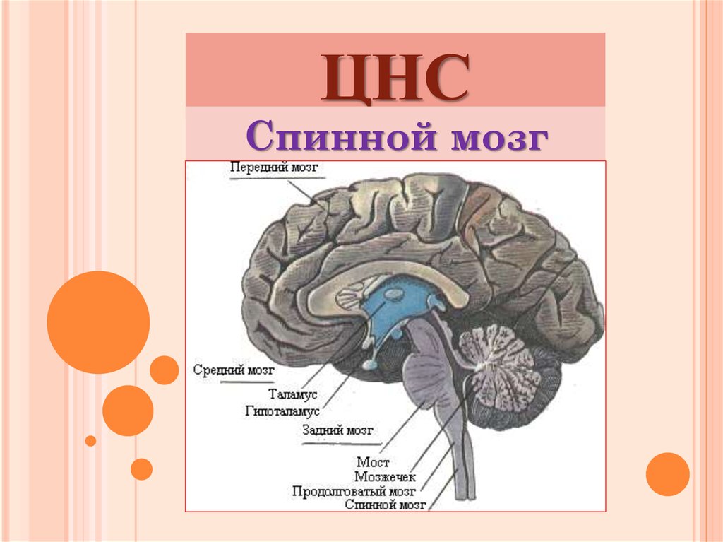 Центральный отдел нервной системы спинной мозг. ЦНС головной мозг строение. Строение центральной нервной системы: головной мозг, спинной мозг. Центральная нервная система схема спинной мозг головной мозг. ЦНС спинной и головной мозг строение.