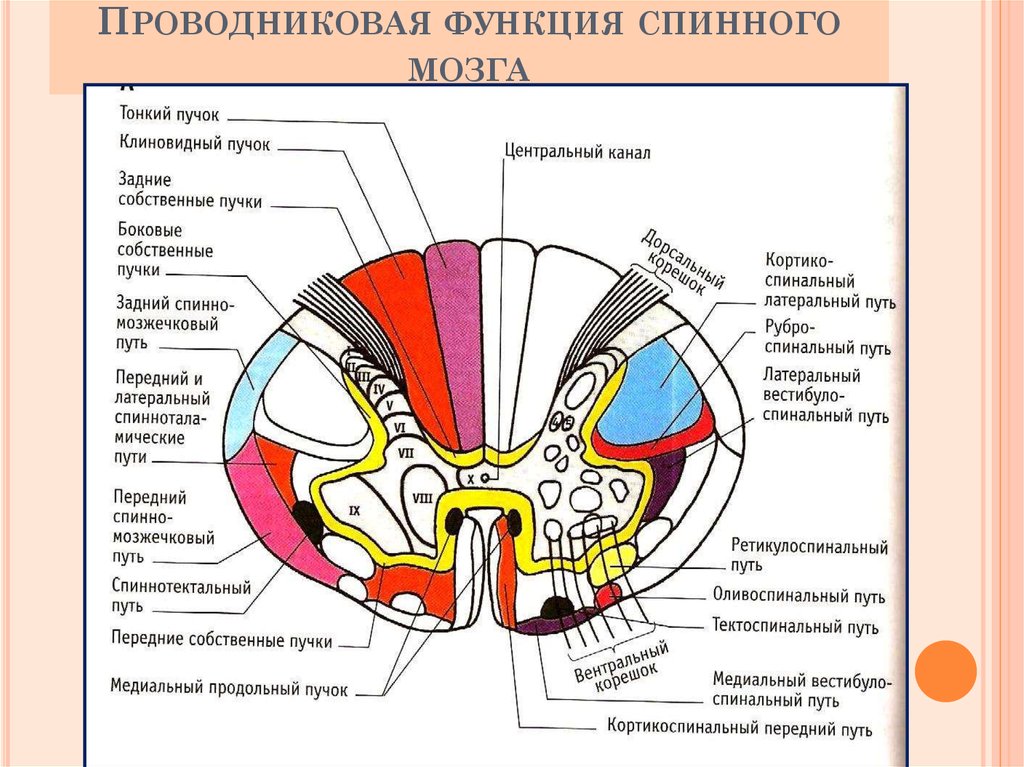 Центральное ядро спинного мозга