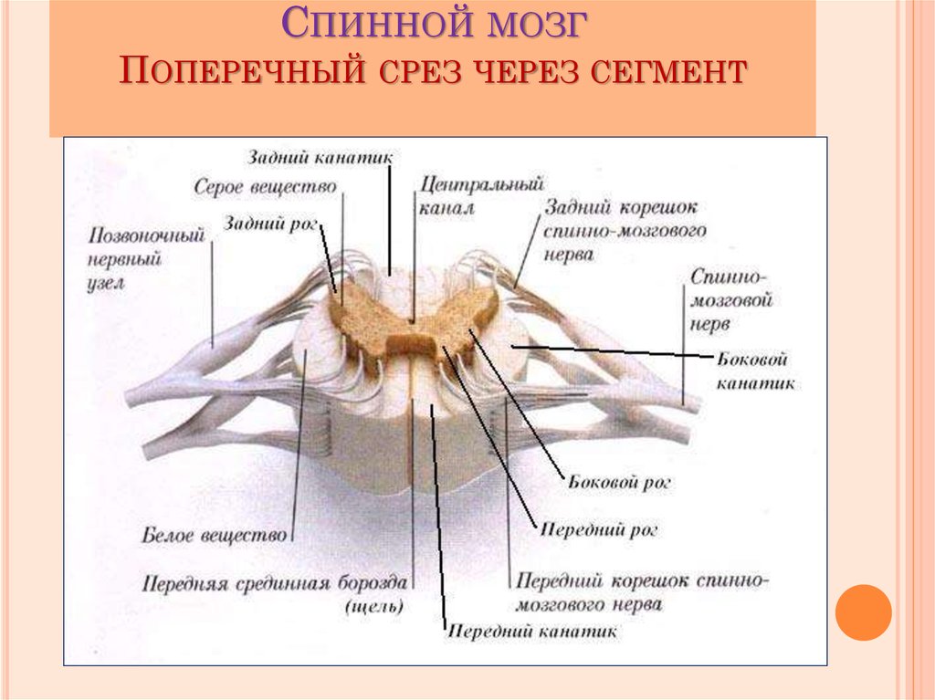 Передние и задние рога сегментов спинного. Строение сегмента спинного мозга. Внешнее строение спинного мозга человека анатомия. Как выглядит спинной мозг. Спинной мозг собаки анатомия.