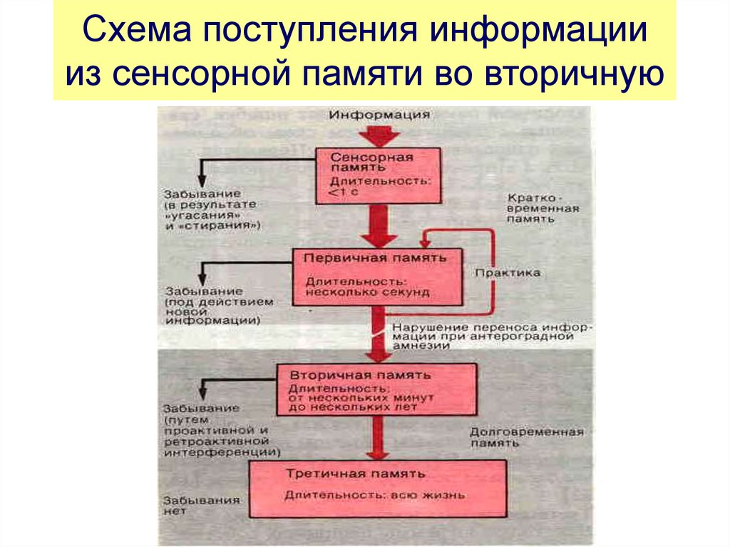 Карта схема психофизиология внимания