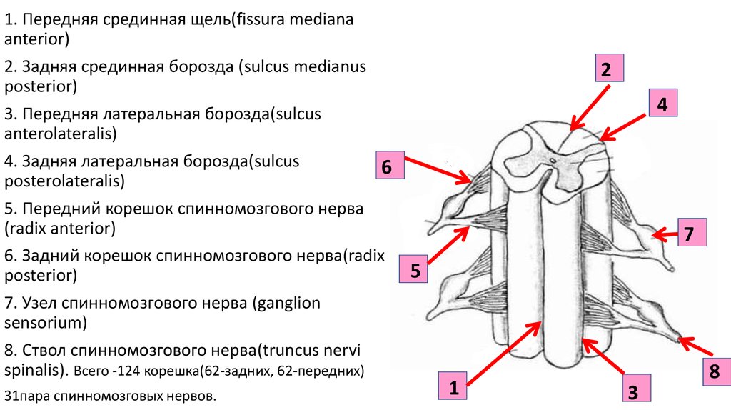 Какой цифрой обозначен передний корешок мозга