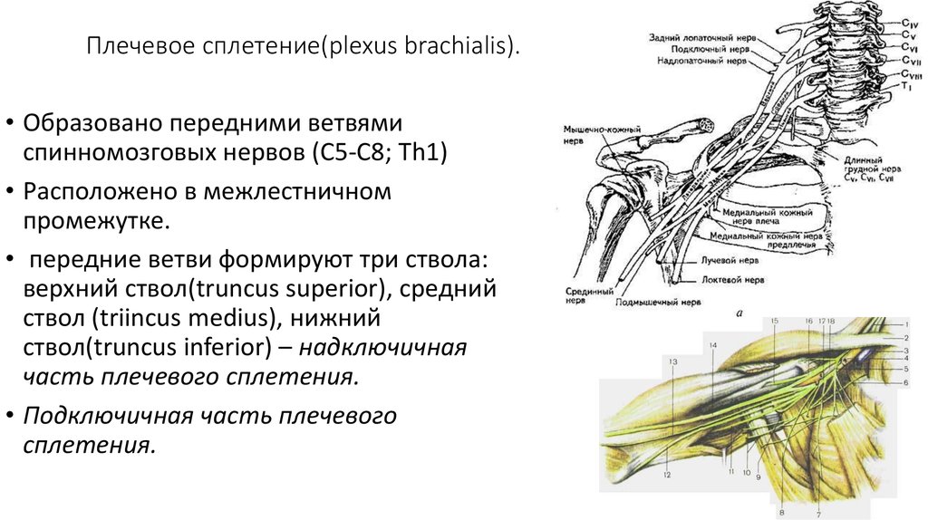 Плечевое сплетение формируют передние ветви спинномозговых нервов. Плечевое сплетение образовано передними ветвями. Пучки плечевого сплетения схема. Плечевое сплетение в межлестничном промежутке.