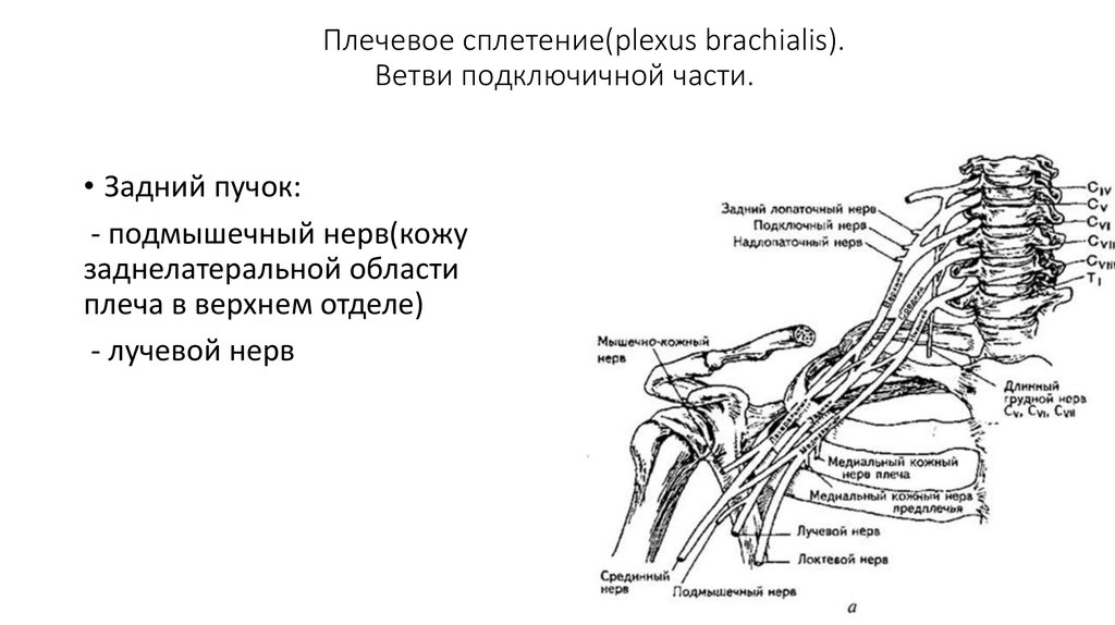 Освобождение нерва латынь. Ветви плечевого сплетения анатомия. Верхний плексит плечевого сплетения. Плечевое сплетение подмышечный нерв. Травматический плексит плечевого сплетения Дюшенна-Эрба.