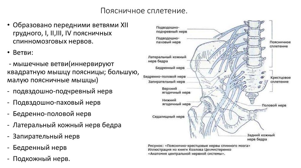 Половой нерв у мужчин симптомы. Поясничное сплетение схема иннервации. Нервы поясничного сплетения схема. Поясничное сплетение спинномозговых нервов. Бедренно-половой нерв анатомия.