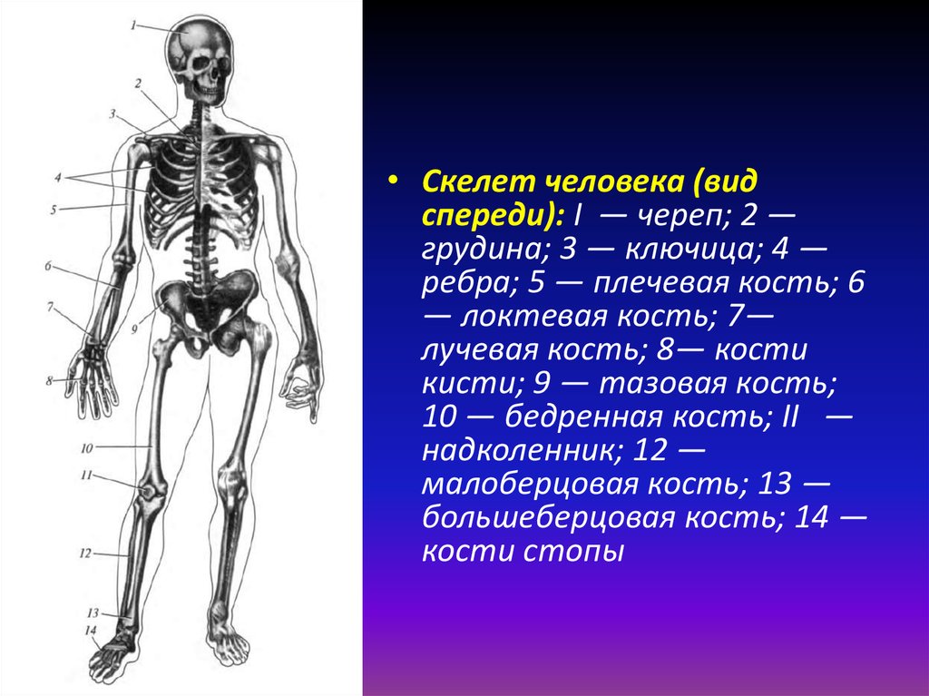 Укажите виды человека. Типы скелета человека. Рис 13 скелет человека. Кости скелета спереди.