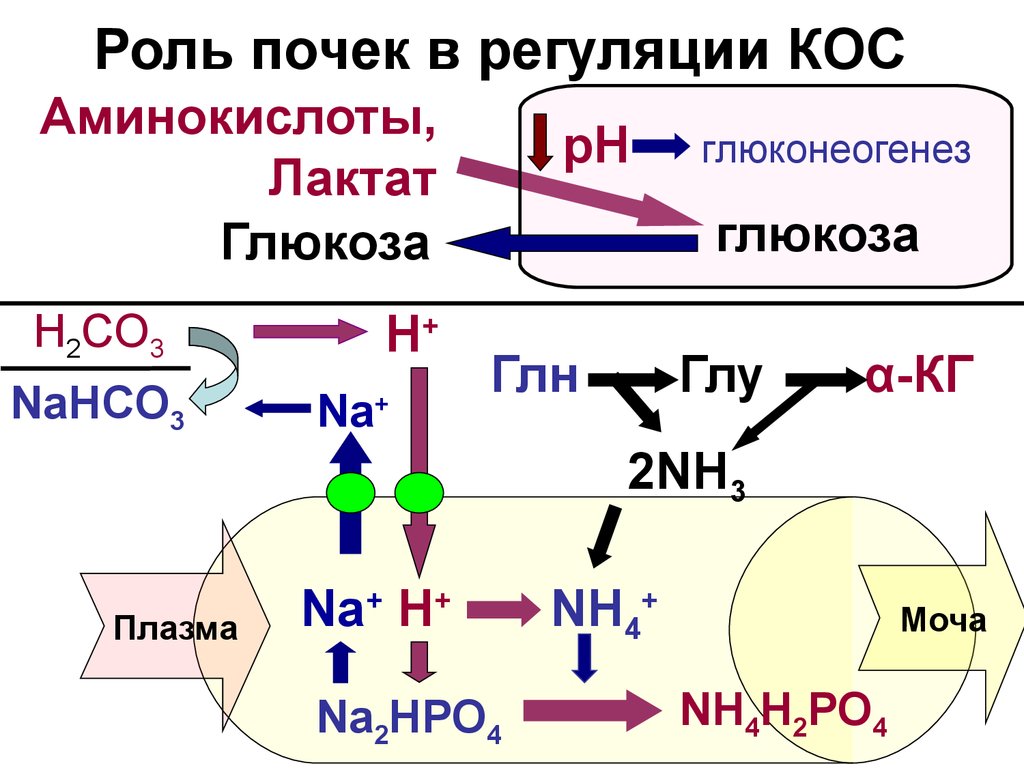 Регуляция состояний. Регуляция кислотно основного состояния в почках. Механизмы регуляции кислотно-основного состояния. Роль почек в поддержании кислотно-основного равновесия. Почечный механизм поддержания кос.