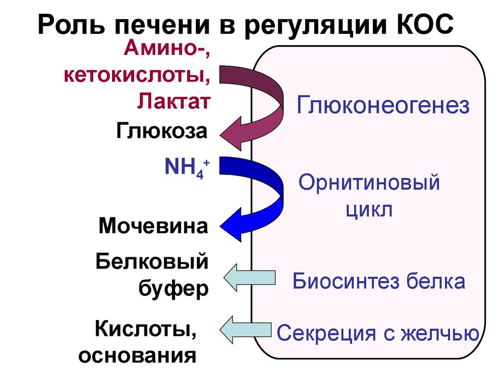 Роль 20. Роль печени в регуляции кос. Роль ЖКТ В регуляции кос. Роль печени в регуляции кислотно-основного состояния. Участие почек в регуляции кос.