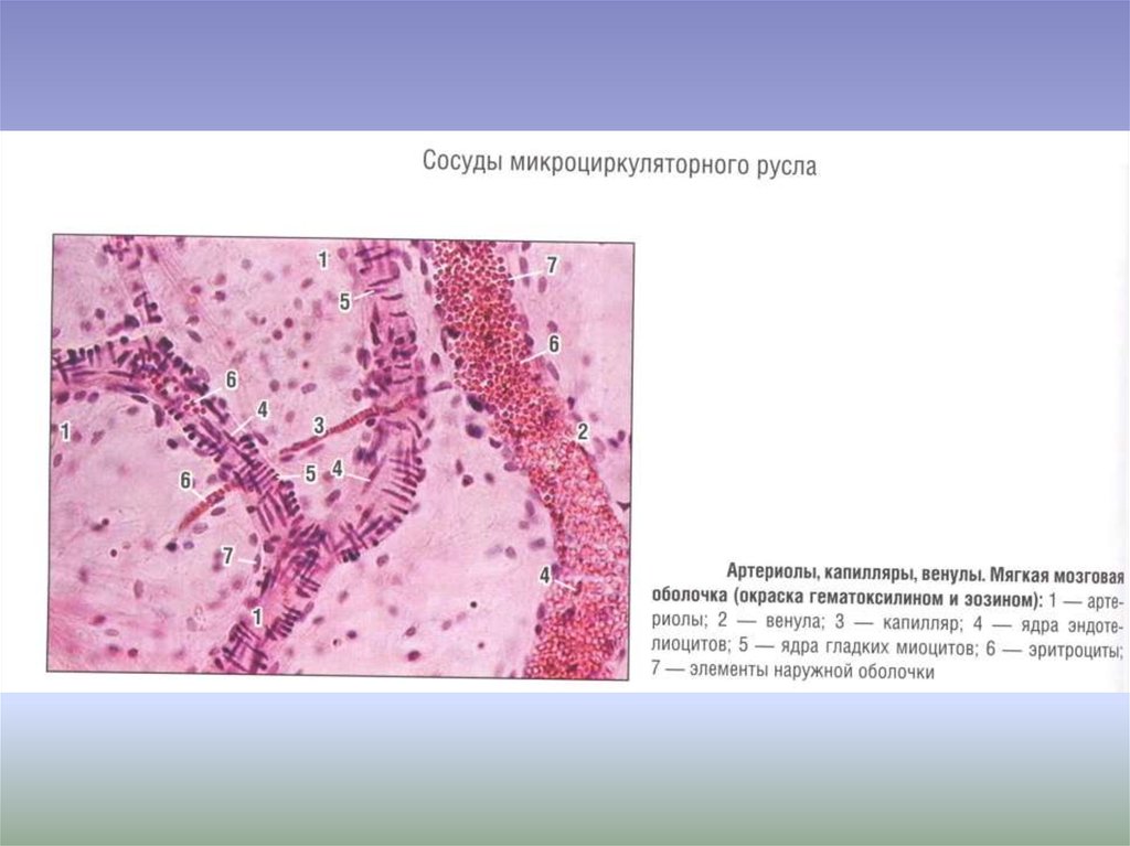 Микроциркуляторное русло гистология рисунок