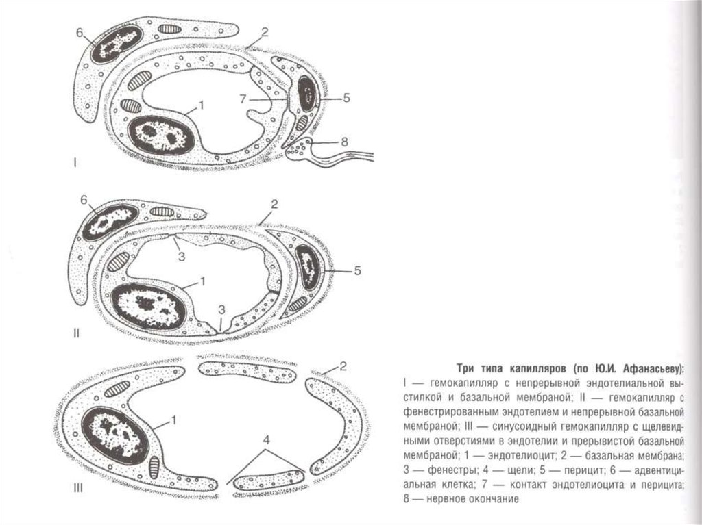 Строение капилляров