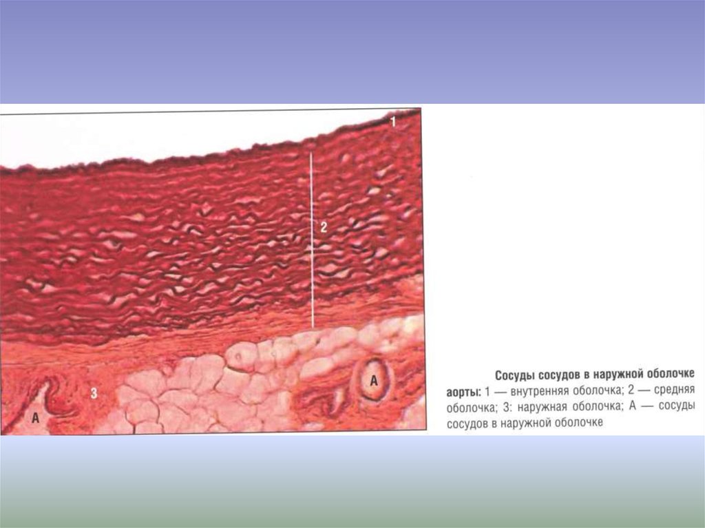 Внутренняя оболочка. Наружная оболочка сосудов. Внутренняя оболочка сосудов. Наружная оболочка аорты. Средняя оболочка артерии.