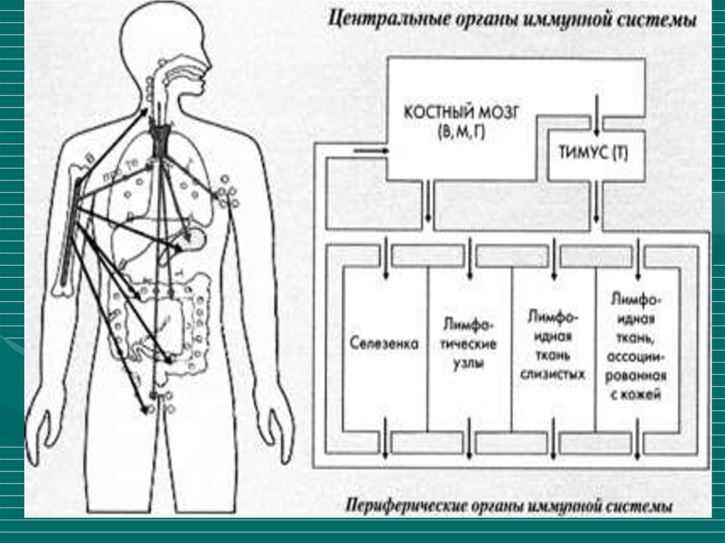 К периферическим иммунным органам относятся. Центральные органы иммунной системы. Периферические органы иммунной системы. Схема расположения центральных и периферических органов иммунитета. Вторичные органы иммунной системы.