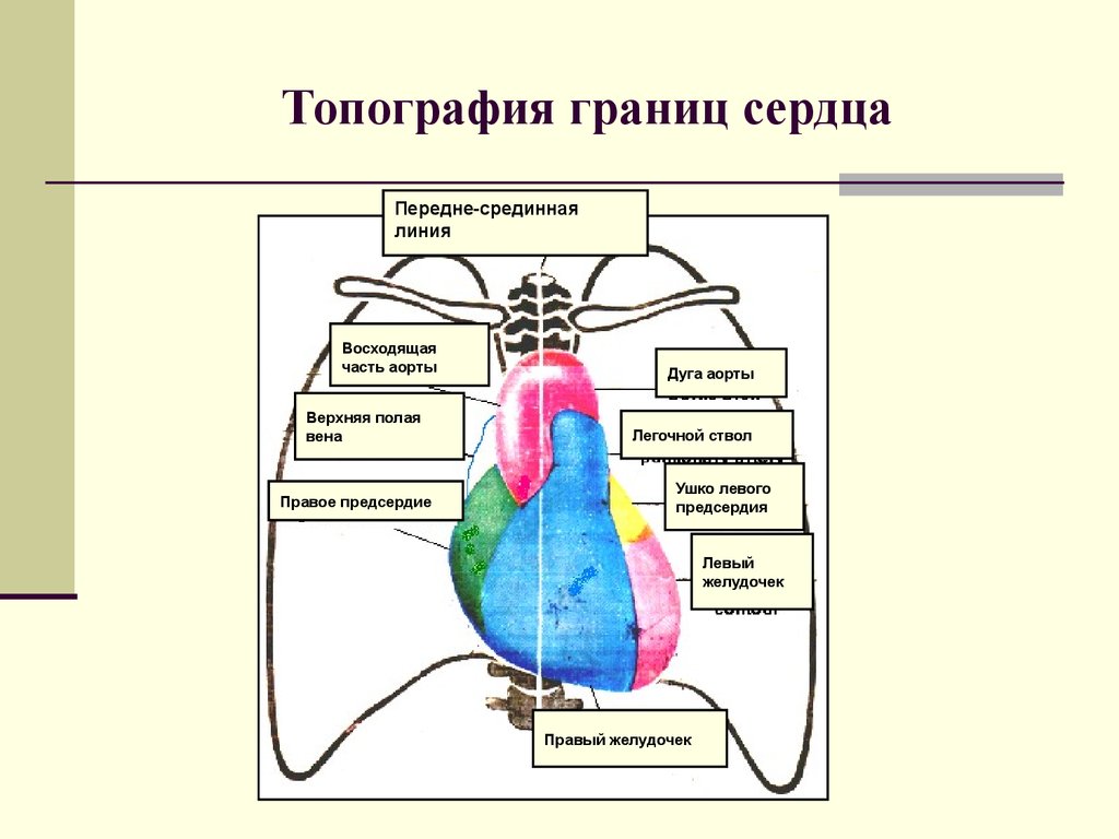 Точное расположение сердца у мужчины фото