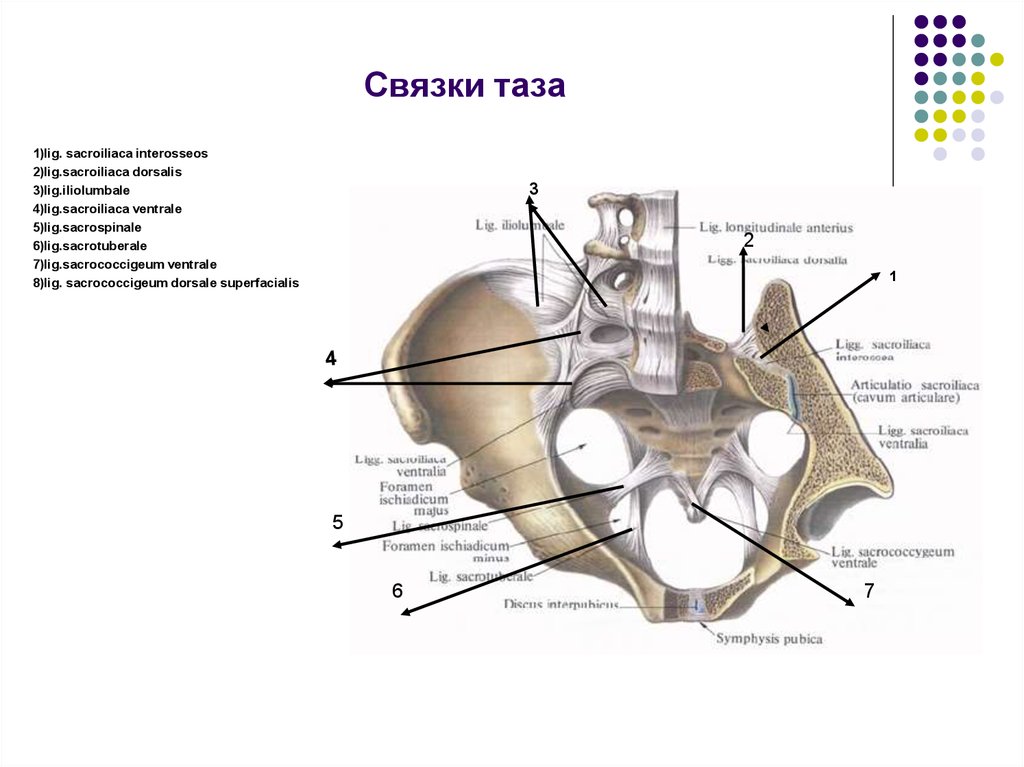 Размеры женского таза анатомия