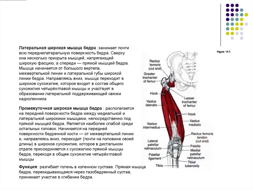 Латеральная широкая мышца бедра. Латеральная мышца бедра латеральная широкая. Латеральная широкая мышца функции. Сухожилие латеральной широкой мышцы бедра.