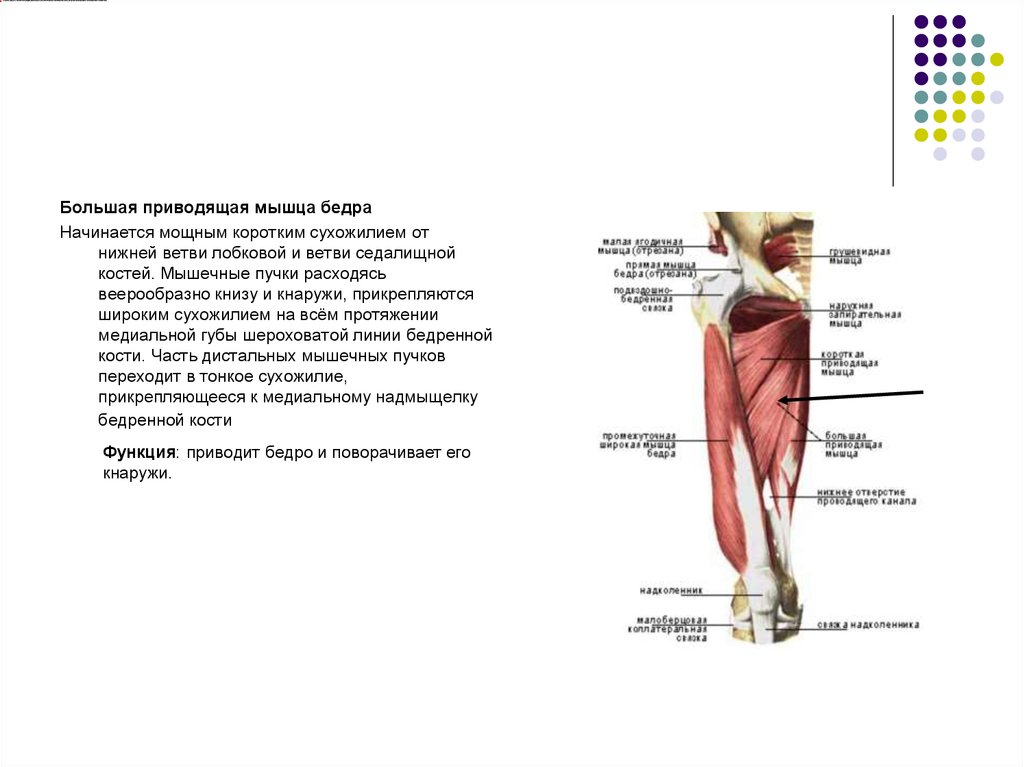 Приводящая группа мышц бедра. Сухожилие промежуточной широкой мышцы бедра. Большая приводящая мышца бедра начало и прикрепление. Четырехглавая мышца бедра начало и прикрепление и функции.