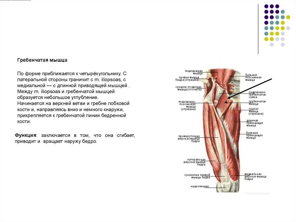 Гребенчатая мышца. Гребенчатая тонкая приводящая мышца бедра. Гребенчатая мышца бедра функции. Гребенчатая мышца начало и прикрепление. Гребенчатая мышца анатомия.