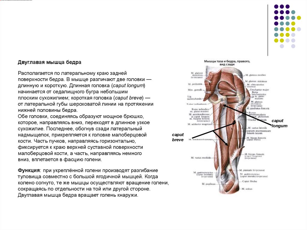 Двуглавая мышца бедра функции. Длинная головка двуглавой мышцы бедра. Мышцы бедра сзади. Длинная головка двуглавой мышцы бедра анатомия. Длинная головка двуглавой мышцы бедра начинается от кости.