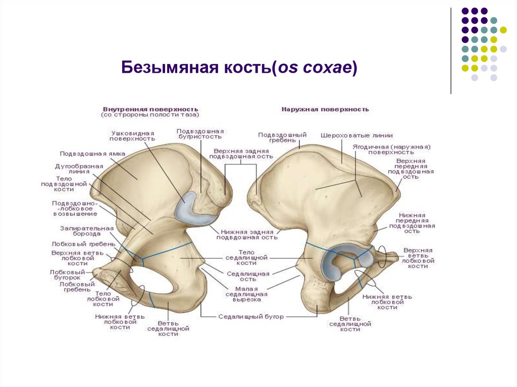 Подвздошной кости 2. Седалищная кость анатомия. Таз анатомия строение седалищная кость. Подвздошная кость Безымянная линия.