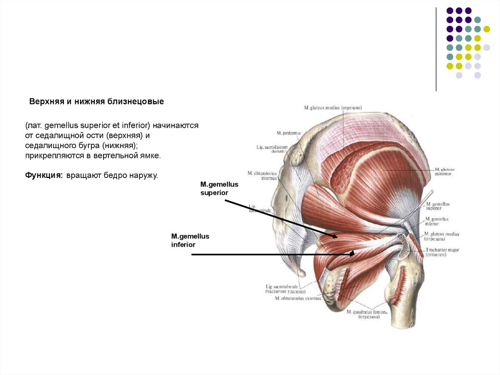 Седалищная мышца. Близнецовые мышцы таза иннервация. Верхняя близнецовая мышца анатомия. Верхние и нижние Близнецовые мышцы анатомия. Близнецовые мышцы таза анатомия.