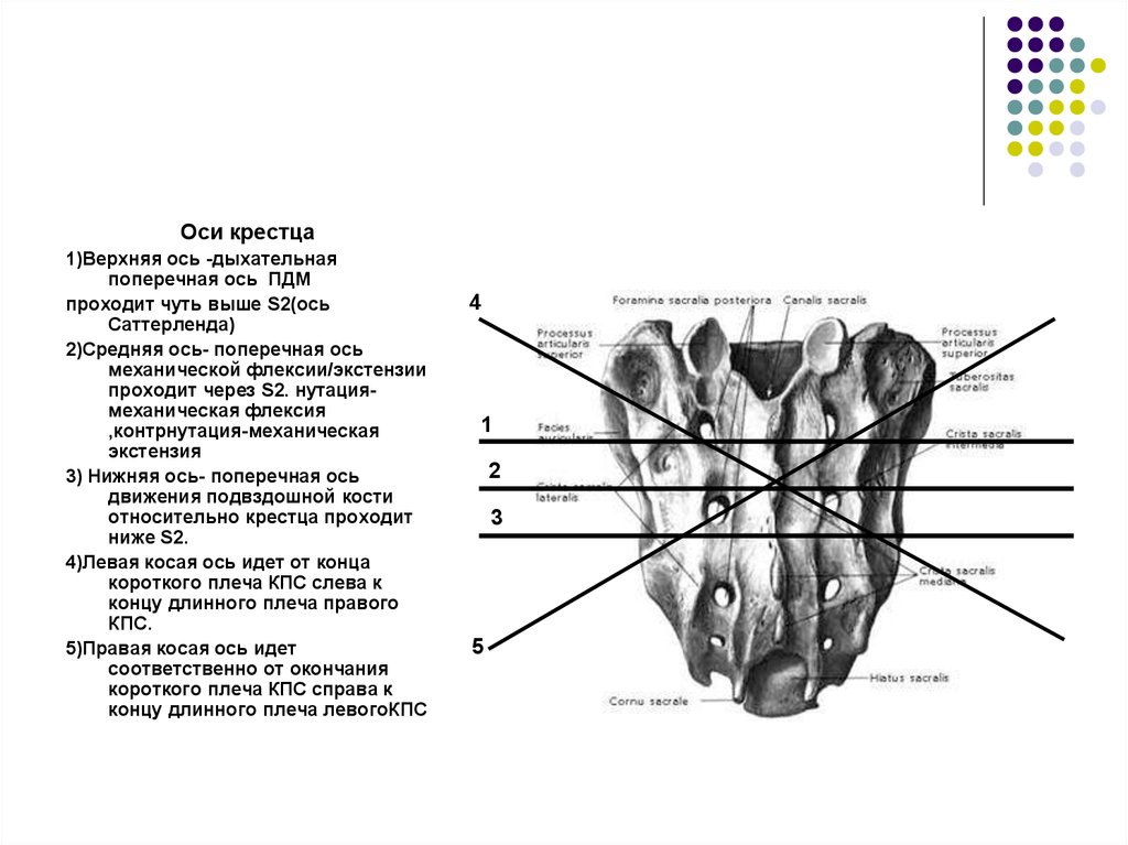 Нижний крестец. Нутация крестца. Оси крестца. Движение крестца.