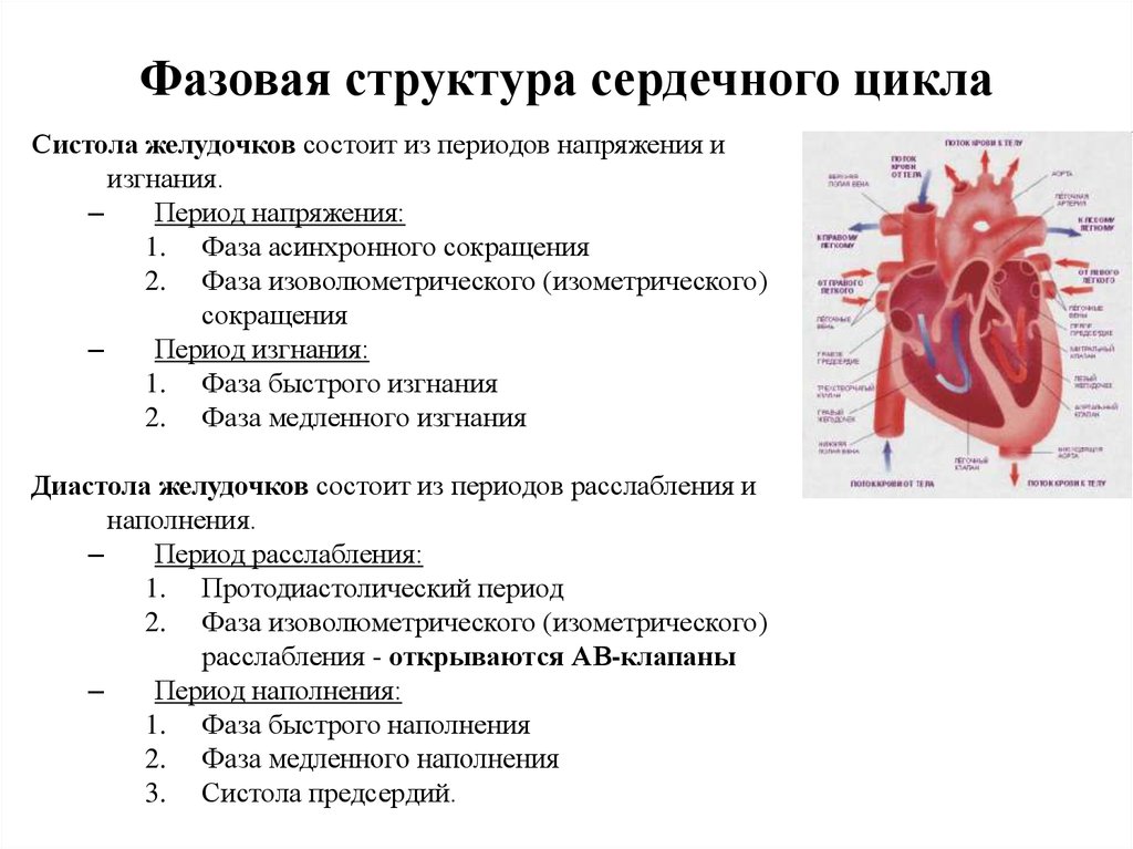 Фазовая структура сердечного цикла