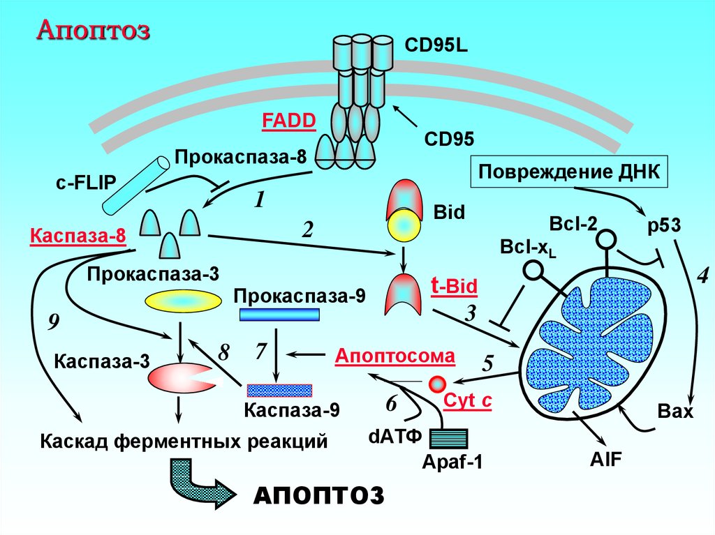 2 что такое апоптоз клетки и какого его биологическое значение