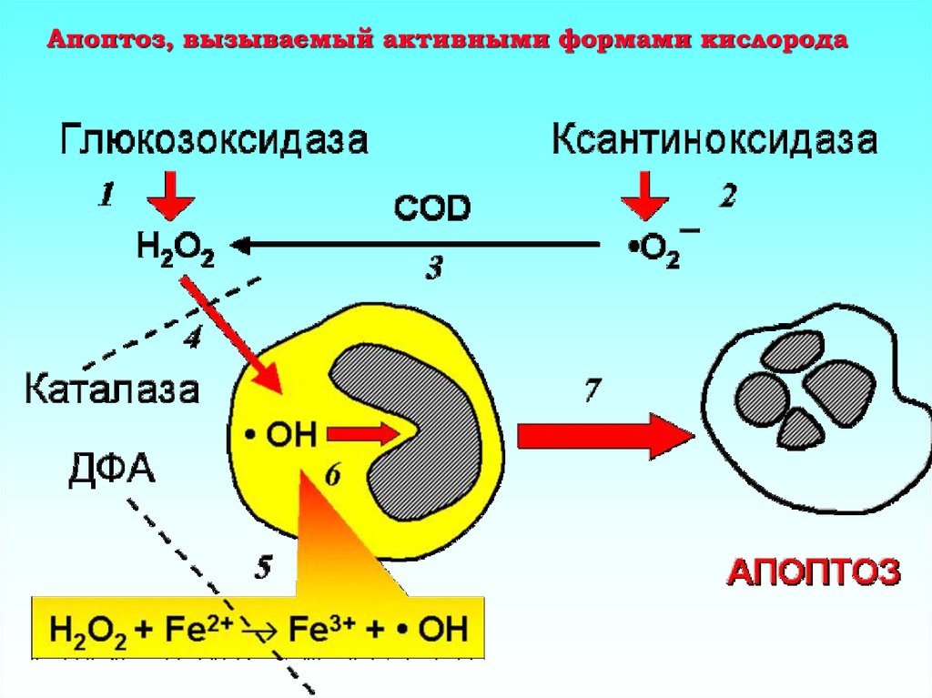 Форма кислорода. Активные формы кислорода и апоптоз. Виды активных форм кислорода. Активные формы кислорода иммунологии. Активные формы кислорода в клетке.
