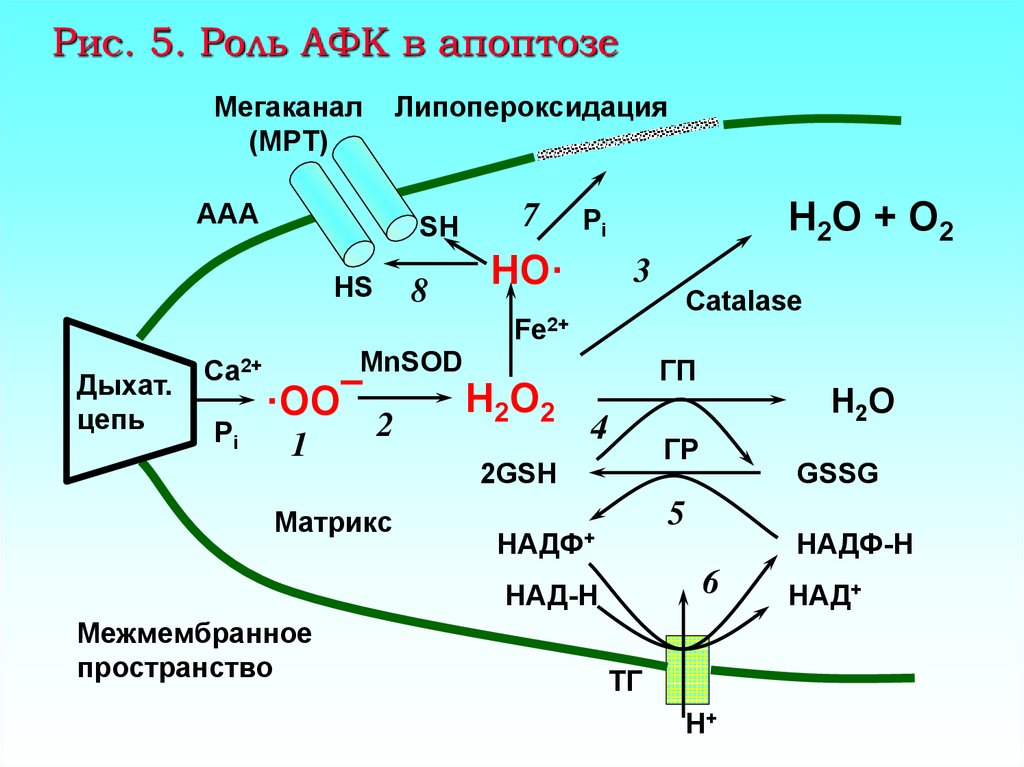 Форма кислорода. Ca2+–АТФАЗЫ. Роль активных форм кислорода. Липопероксидация это. Физиологическая роль активных форм кислорода.