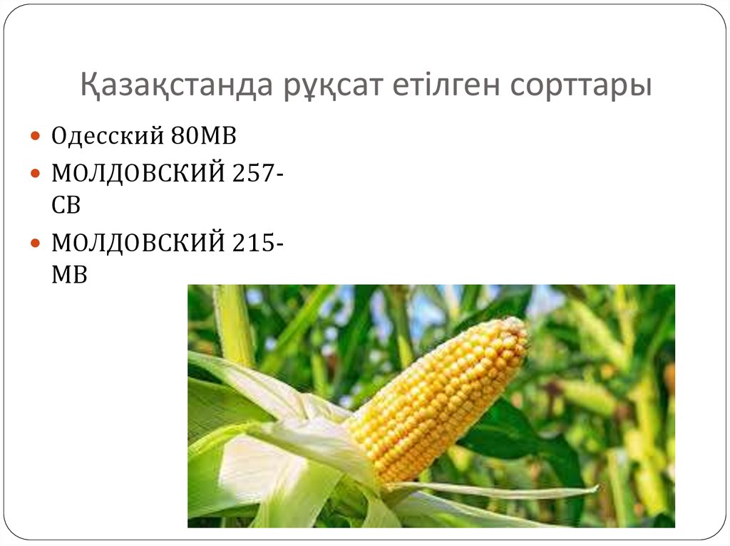 Қазақстанда рұқсат етілген сорттары