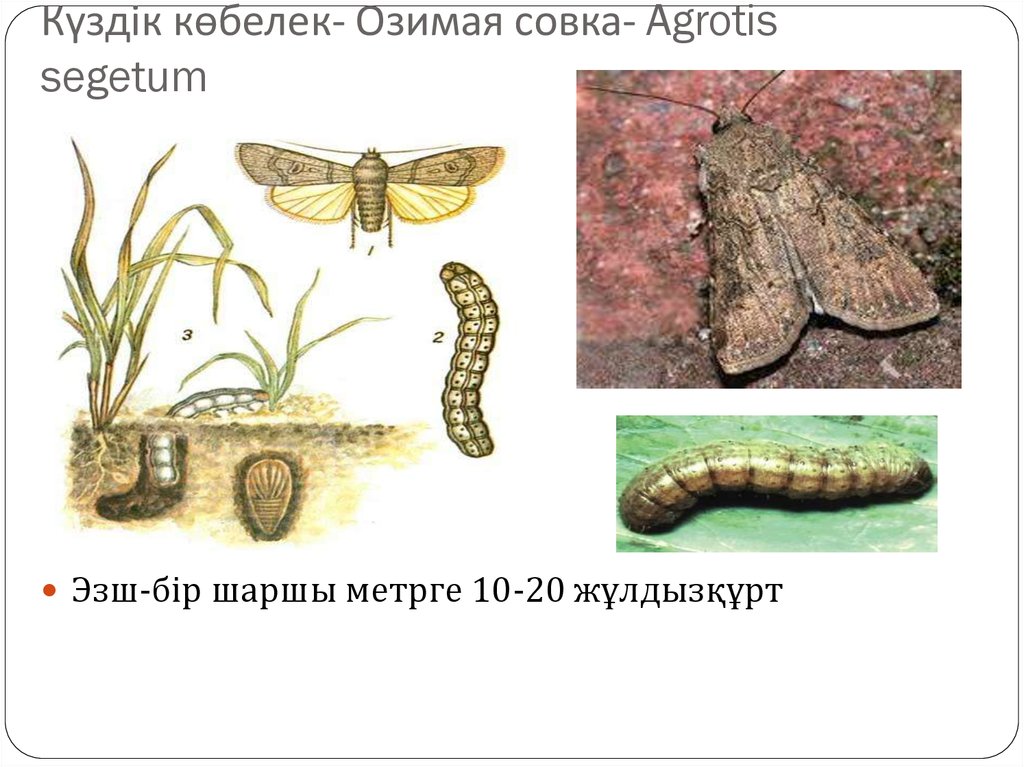 На рисунке показан жизненный цикл бабочки озимая совка объясните рисунок