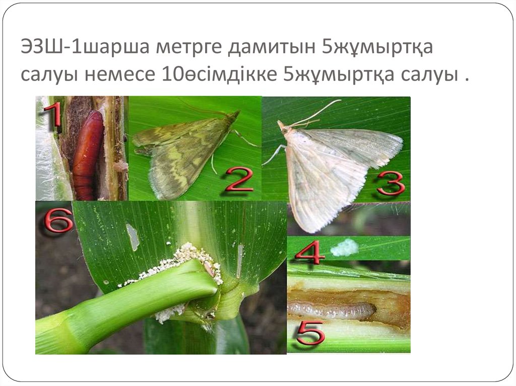 ЭЗШ-1шарша метрге дамитын 5жұмыртқа салуы немесе 10өсімдікке 5жұмыртқа салуы .
