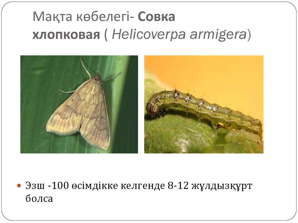 Мақта көбелегі- Совка хлопковая ( Helicoverpa armigera)