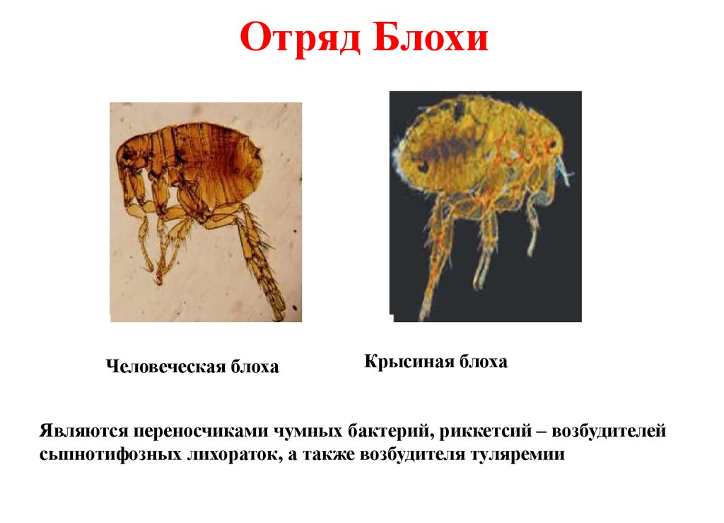 Блохи презентация паразитология