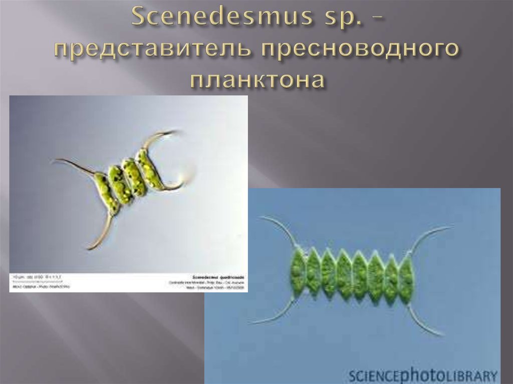 Scenedesmus sp. – представитель пресноводного планктона