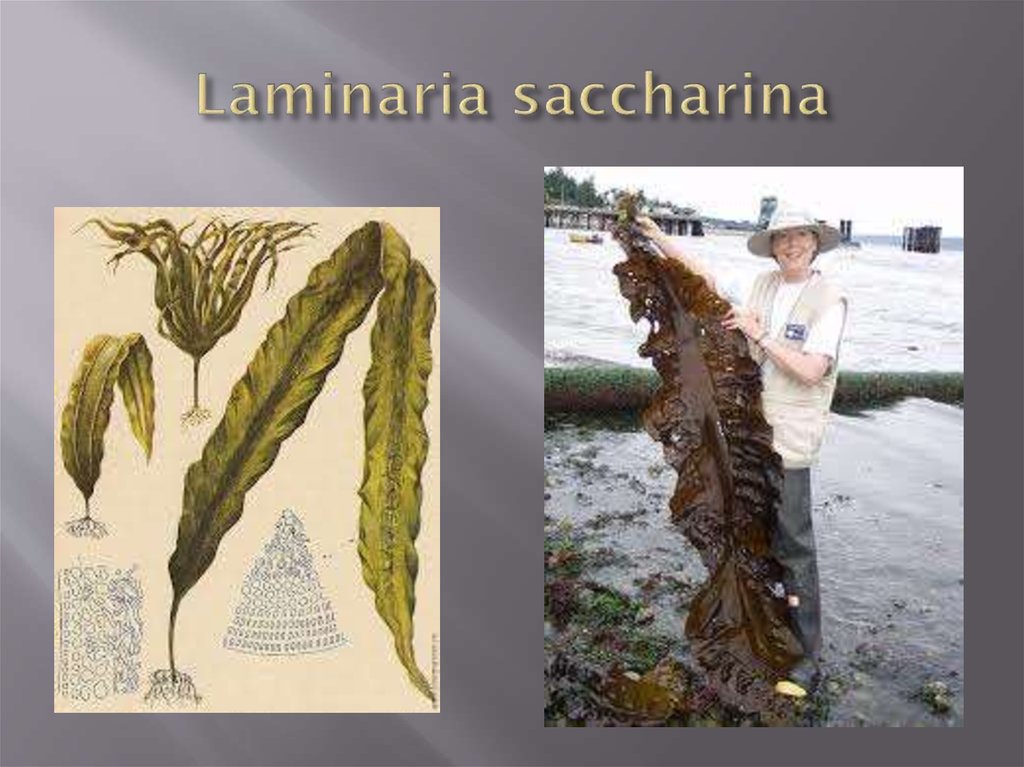 Laminaria saccharina