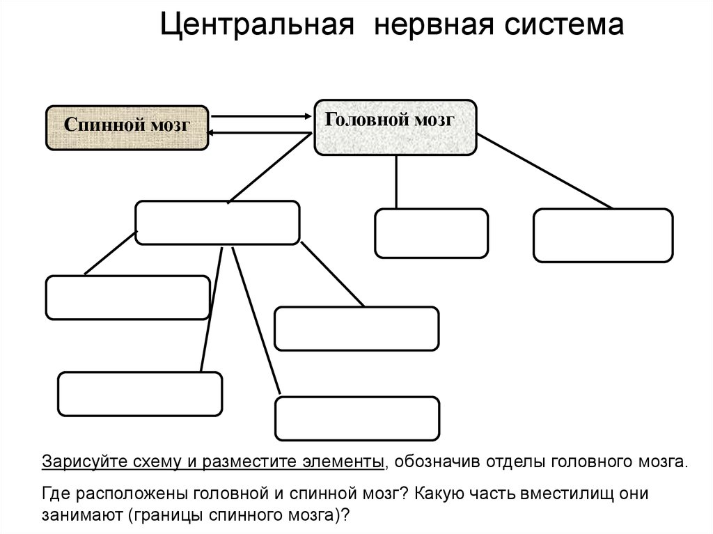 Прочитайте статью отделы головного мозга заполните схему