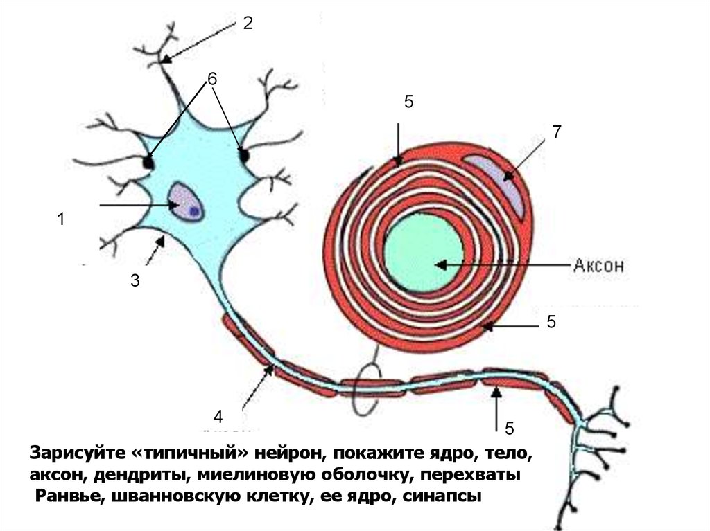 Тело нейрона. Миелиновой оболочкой дендрит Аксон. Аксон тело нейрона дендрит. Нейрон Аксон миелиновая оболочка. Нейрон дендриты ядро Аксон.