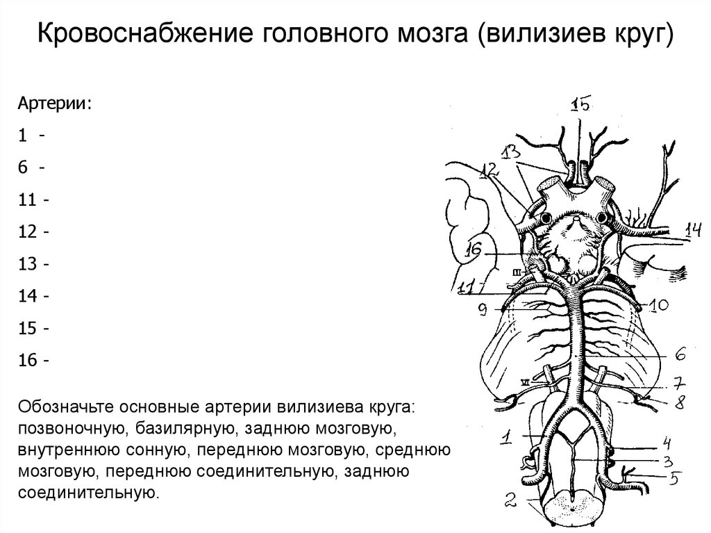 Кровоснабжение головного мозга презентация