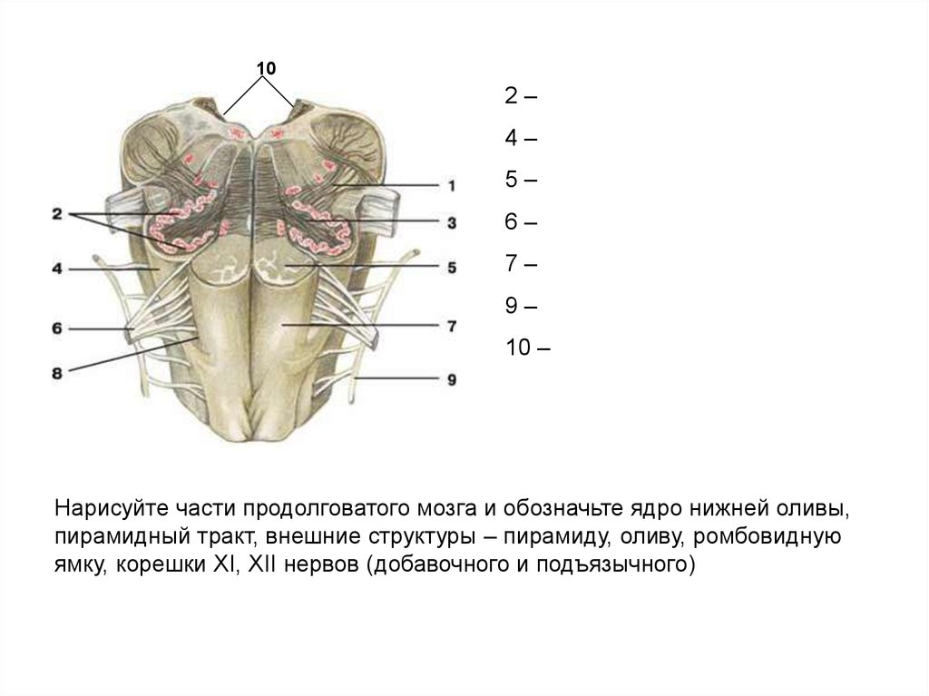 Каким номером на рисунке обозначен продолговатый мозг. Ядро оливы продолговатого мозга. Функция ядра оливы продолговатого мозга:. Медиальная петля продолговатого мозга. Нижние оливы продолговатого мозга.