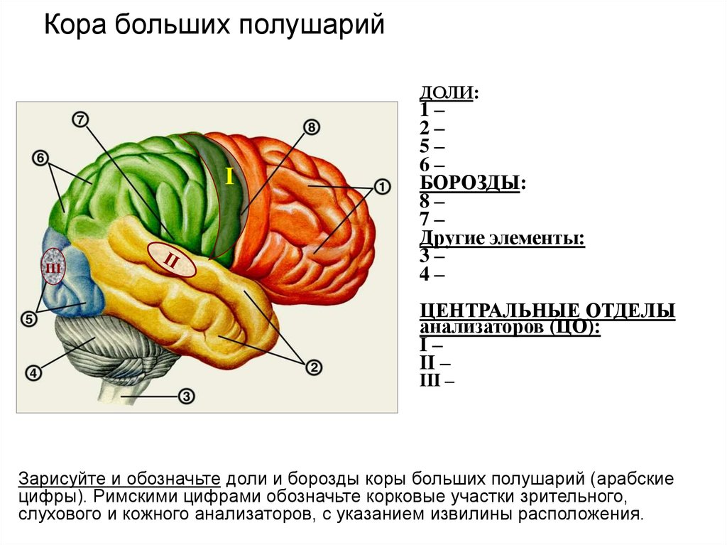 Какие доли больших полушарий. Кора больших полушарий. Участки коры больших полушарий. Кора больших полушарий человека (доли коры). Основные борозды и доли полушарий.