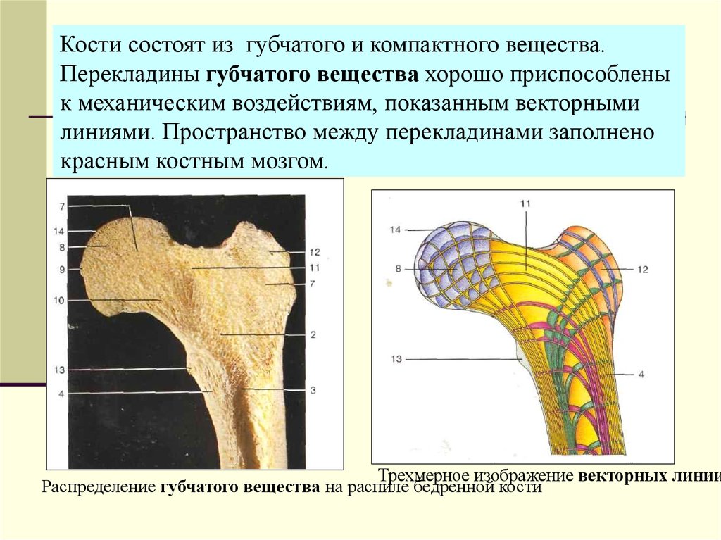 Из чего состоит кость