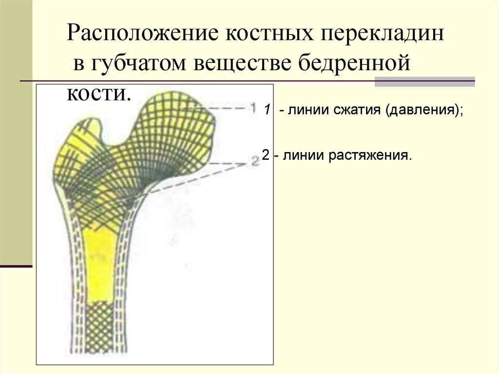 Кости линя