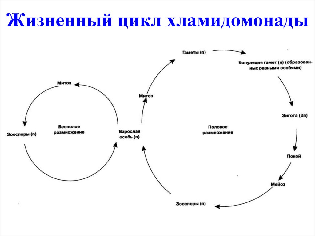 Цикл развития хламидомонады схема с описанием