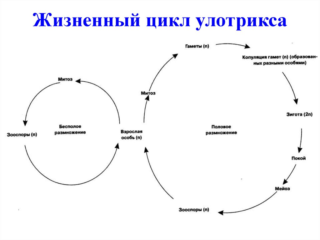 Жизненный цикл улотрикса схема