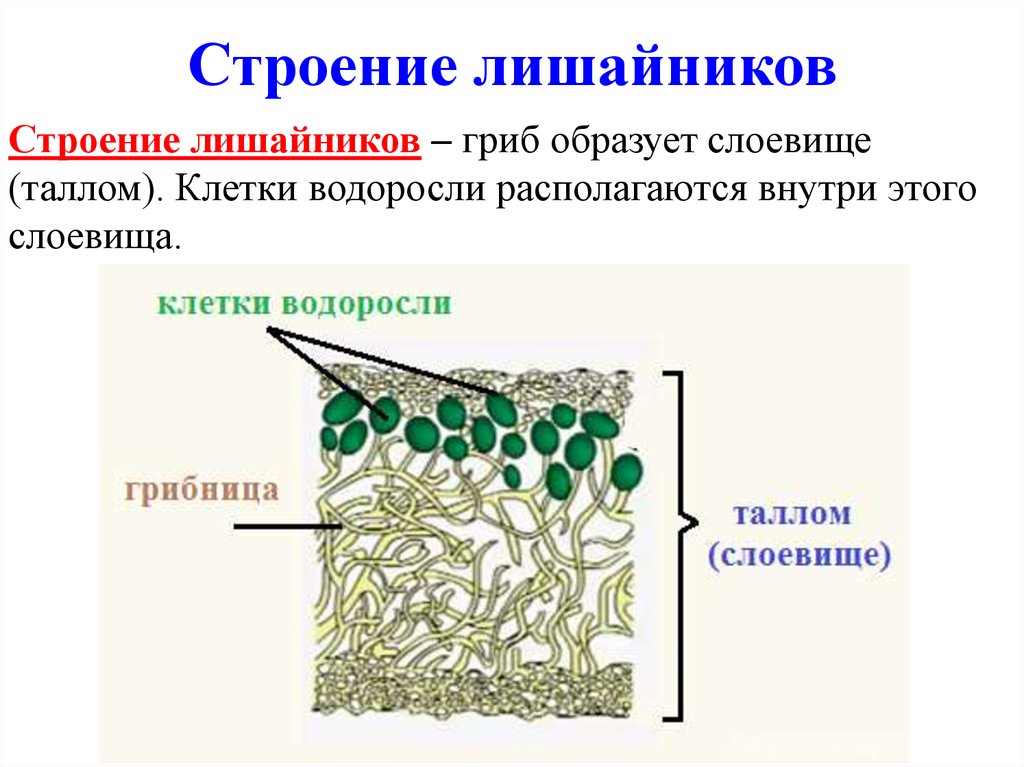 На рисунке изображен лишайник